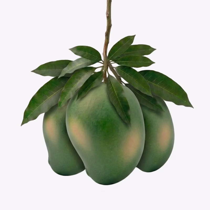 আম্রপালি আম 12 KG